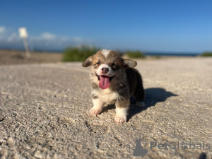 Zusätzliche Fotos: Ich verkaufe Pembroke-Corgi-Welpen