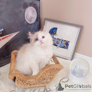 Foto №2 zu Ankündigung № 98349 zu verkaufen ragdoll-katze - einkaufen Serbien 