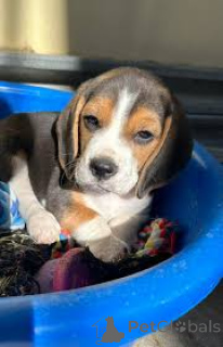 Foto №2 zu Ankündigung № 165949 zu verkaufen beagle - einkaufen Portugal quotient 	ankündigung, züchter