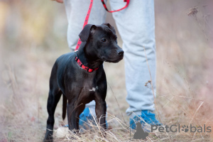 Foto №3. Kaufen Sie einen American Pit Bull Terrier Welpen in der Ukraine. Ukraine