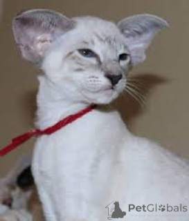 Foto №3. Chatons Orientaux à poil Gericht verfügbar à la vente.. Belgien
