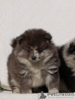 Foto №2 zu Ankündigung № 94135 zu verkaufen german spitz - einkaufen Serbien 