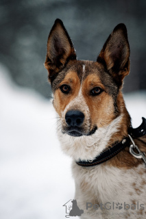Foto №2 zu Ankündigung № 45435 zu verkaufen mischlingshund - einkaufen Russische Föderation quotient 	ankündigung
