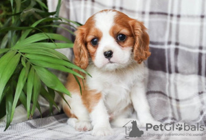 Foto №1. cavalier king charles spaniel - zum Verkauf in der Stadt Brno | Frei | Ankündigung № 124147