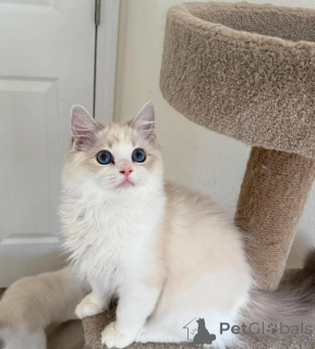 Foto №4. Ich werde verkaufen ragdoll-katze in der Stadt München. aus dem tierheim, züchter - preis - 480€