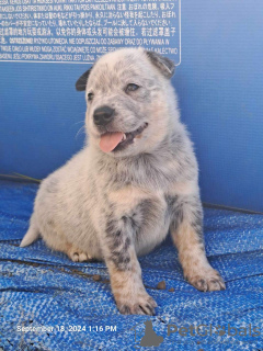 Foto №3. Australian Cattle Dog Welpen. Serbien