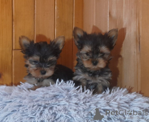 Foto №1. yorkshire terrier - zum Verkauf in der Stadt Eksjo | 450€ | Ankündigung № 123898