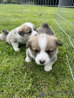 Foto №1. welsh corgi - zum Verkauf in der Stadt Франкфурт-на-Майне | 300€ | Ankündigung № 103539