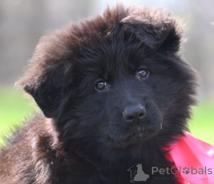 Foto №1. deutscher schäferhund - zum Verkauf in der Stadt Düsseldorf | 700€ | Ankündigung № 138528