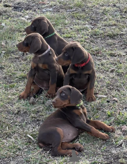 Foto №3. Stammbaum europäischer Dobermann-Welpen. Imp-Blutlinien. Italien