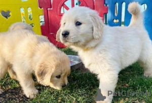 Foto №1. golden retriever - zum Verkauf in der Stadt Rom | 350€ | Ankündigung № 110950