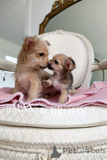 Foto №4. Ich werde verkaufen mischlingshund in der Stadt Warnambool. züchter - preis - 691€