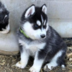 Foto №2 zu Ankündigung № 120635 zu verkaufen siberian husky - einkaufen Finnland quotient 	ankündigung, züchter