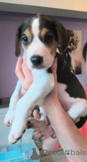 Foto №1. russischer jagdhund - zum Verkauf in der Stadt Hamburg | 2€ | Ankündigung № 166244