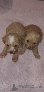 Foto №2 zu Ankündigung № 159151 zu verkaufen maltipu - einkaufen USA quotient 	ankündigung