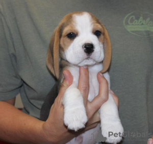 Foto №3. Beagle-Welpen gesucht. Deutschland