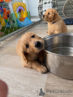 Foto №2 zu Ankündigung № 169352 zu verkaufen golden retriever - einkaufen Tschechische Republik züchter