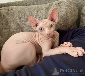 Foto №1. sphynx cat - zum Verkauf in der Stadt Warschau | 1200€ | Ankündigung № 112243