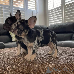 Foto №2 zu Ankündigung № 119693 zu verkaufen französische bulldogge - einkaufen Litauen quotient 	ankündigung