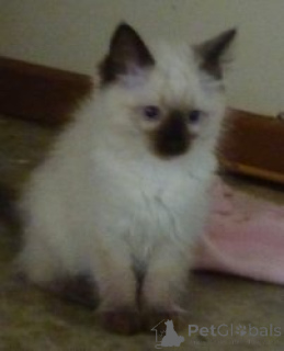 Foto №1. ragdoll-katze - zum Verkauf in der Stadt Paris | verhandelt | Ankündigung № 140837