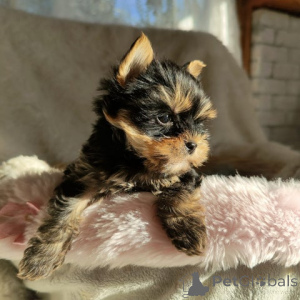 Foto №4. Ich werde verkaufen yorkshire terrier in der Stadt Bielefeld. züchter - preis - 300€