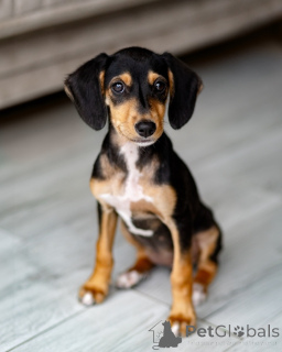 Foto №1. mischlingshund - zum Verkauf in der Stadt St. Petersburg | Frei | Ankündigung № 156335