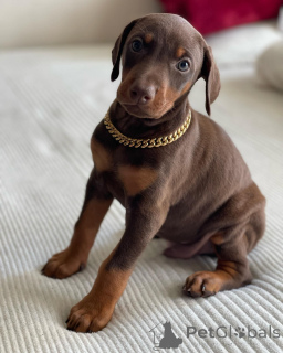 Foto №1. dobermann - zum Verkauf in der Stadt Warschau | Frei | Ankündigung № 163827