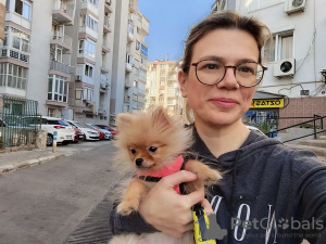 Foto №3. Pommeranische Spitz. Zypern