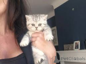 Foto №3. Chatons Européens à Poil Court à vendre. Belgien