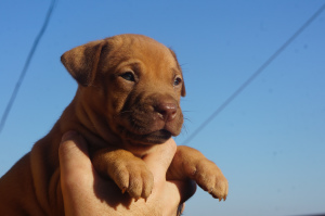 Foto №3. Pitbull-Zwinger LOVELY HEARTS, Welpen. Ukraine