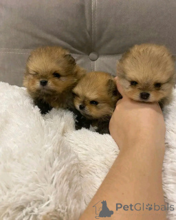 Foto №3. Toilette ausgebildeter Pommerianer. Spanien