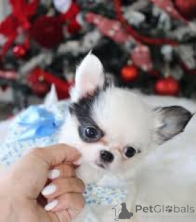 Foto №1. chihuahua - zum Verkauf in der Stadt Flensburg | 700€ | Ankündigung № 167598