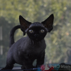 Foto №1. devon rex - zum Verkauf in der Stadt Аугсбург | 380€ | Ankündigung № 121026