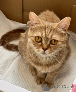 Foto №2 zu Ankündigung № 161177 zu verkaufen munchkin - einkaufen Deutschland züchter