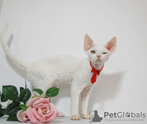 Foto №3. Männlicher Devon Rex. Russische Föderation