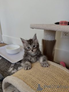 Foto №3. Klassisches, braun getigertes Maine-Coon-Kätzchen mit auffälligen Zeichnungen. Deutschland