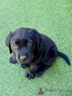 Foto №2 zu Ankündigung № 177478 zu verkaufen labrador retriever - einkaufen Frankreich quotient 	ankündigung
