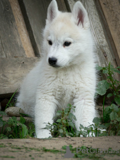 Foto №1. siberian husky - zum Verkauf in der Stadt Belgrad | verhandelt | Ankündigung № 127495