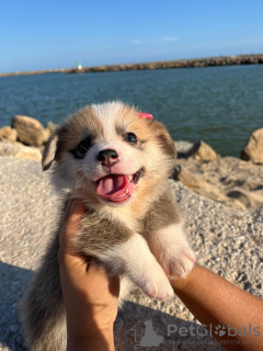 Zusätzliche Fotos: Ich verkaufe Pembroke-Corgi-Welpen