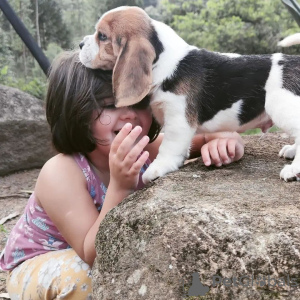 Foto №3. Beagle-Welpen, die in einer liebevollen Familie aufgewachsen sind. Deutschland