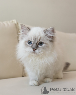 Foto №1. ragdoll-katze - zum Verkauf in der Stadt Alavus | 500€ | Ankündigung № 164177