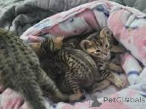 Foto №1. savannah-katze - zum Verkauf in der Stadt Brüssel | 500€ | Ankündigung № 172716