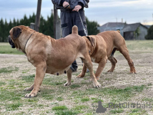 Foto №4. Ich werde verkaufen boerboel in der Stadt Belgrad. züchter - preis - verhandelt