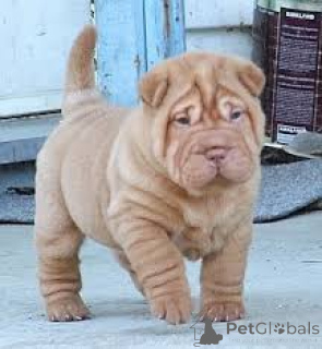Foto №4. Ich werde verkaufen shar-pei in der Stadt Kassel.  - preis - verhandelt