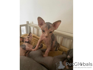 Foto №1. sphynx-katze - zum Verkauf in der Stadt Dubai | Frei | Ankündigung № 17428