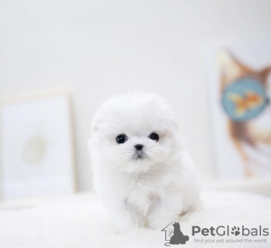 Foto №1. bichon frisé - zum Verkauf in der Stadt Texas City | 473€ | Ankündigung № 105236