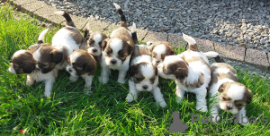 Zusätzliche Fotos: Wunderschöne Shih Tzu-Welpen