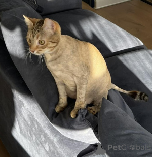 Foto №4. Ich werde verkaufen  in der Stadt Minsk. quotient 	ankündigung - preis - Frei