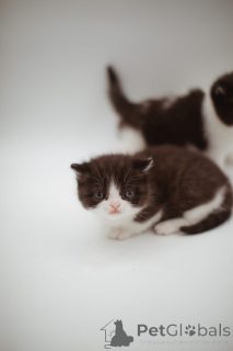 Foto №1. perserkatze - zum Verkauf in der Stadt Essens | 240€ | Ankündigung № 144556