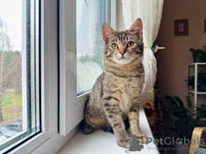 Zusätzliche Fotos: Das bezaubernde Streifenkätzchen Lyolik sucht ein Zuhause und eine liebevolle